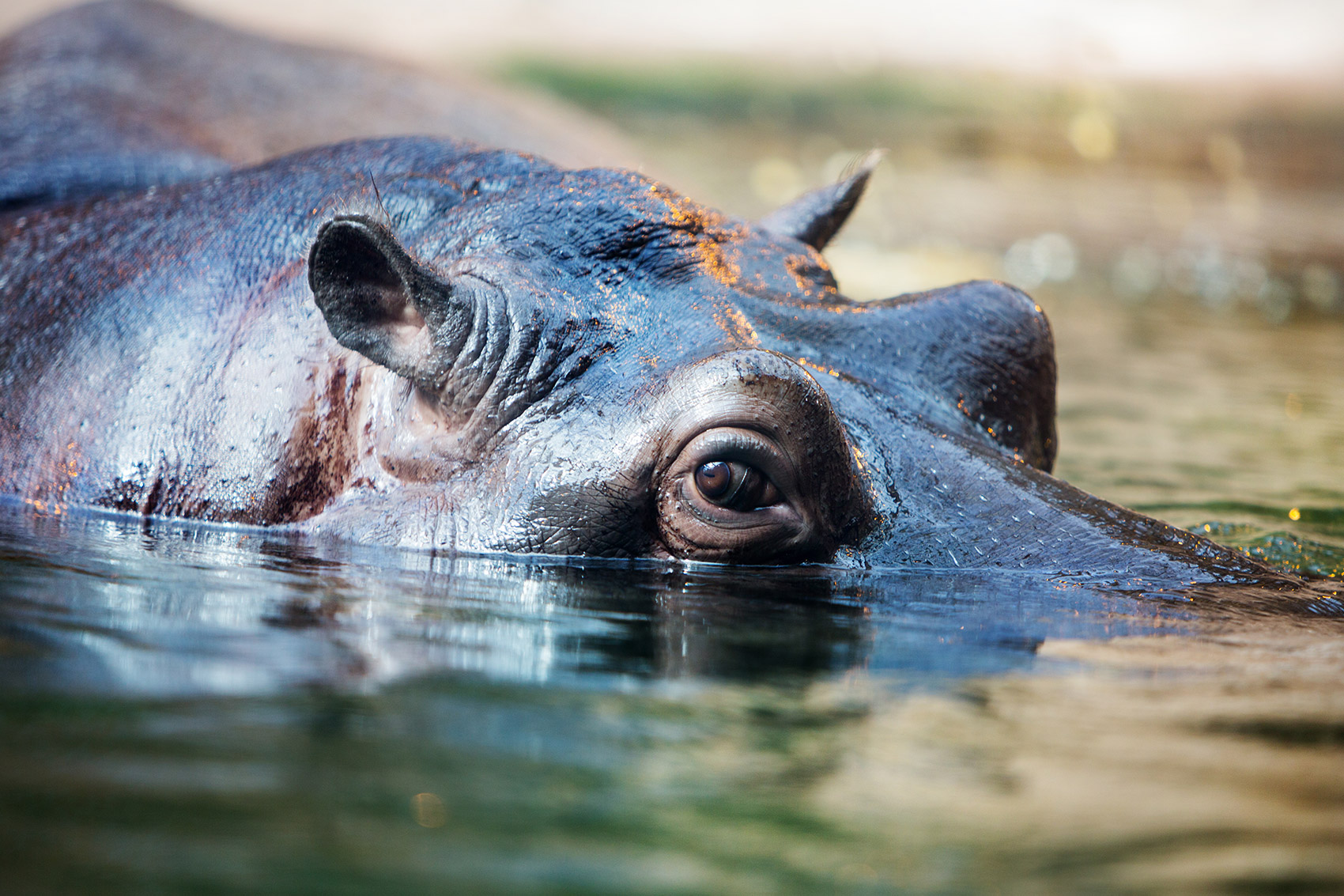 Hipopótamos e Marketing